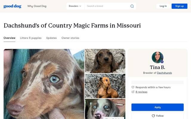 Dachshund's of Country Magic Farms in Missouri