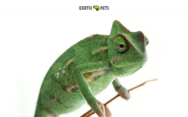 Exotic Pets