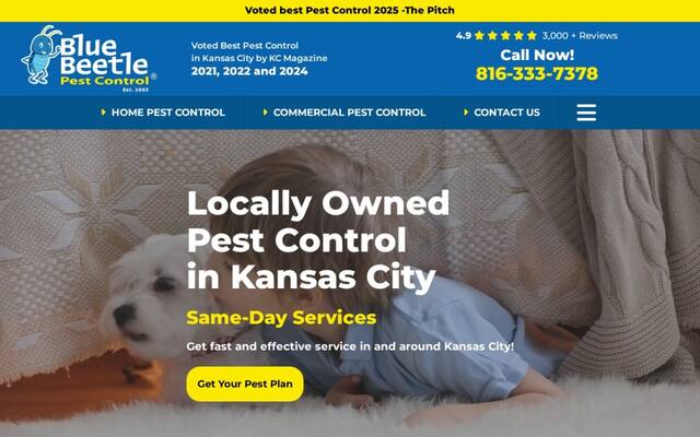 Blue Beetle Pest Control