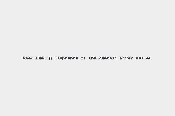 Reed Family Elephants of the Zambezi River Valley